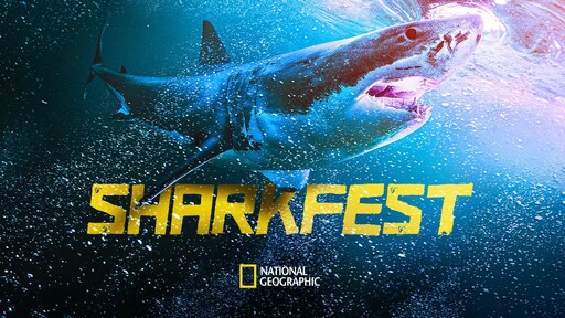 How to watch SharkFest 2023: National Geographic's month of shark