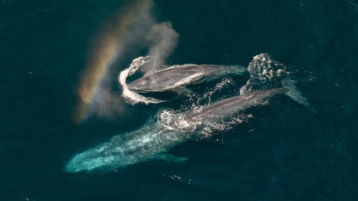 Watch 'Expedition: Saving Our Seas' Premiering November 13 on National Geographic. Streams Next Day on Disney+ & Hulu