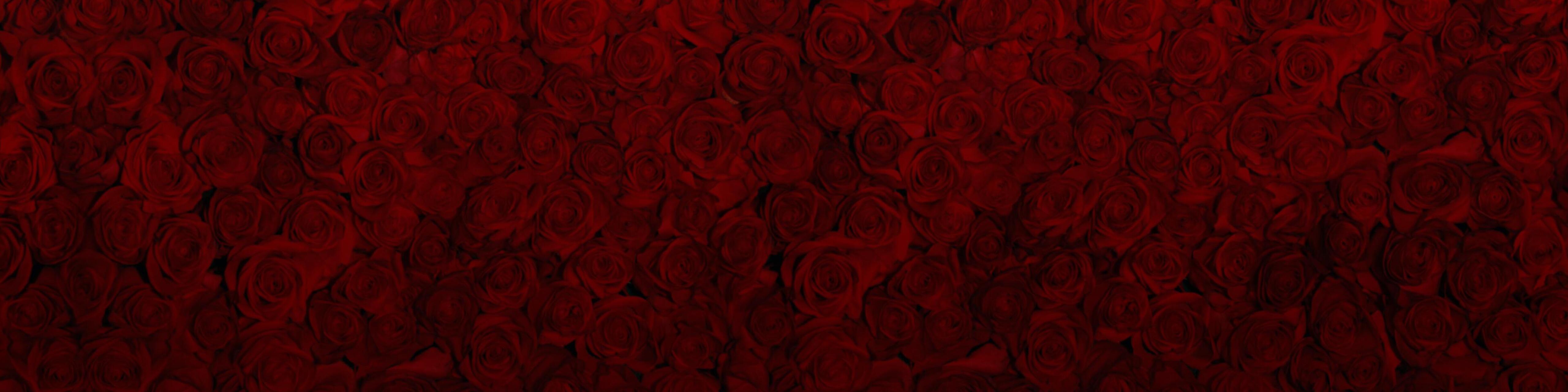 bachelor alpha live streaming