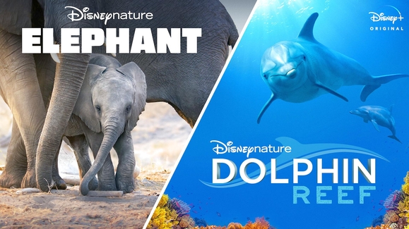 Disneynature's Elephant and Dolphin Reef | Official Trailer | Disney+