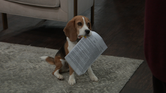 GH Sneak: 'Stop That Dog!'