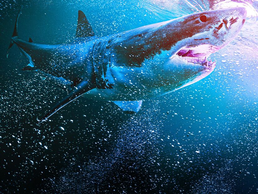 National Geographic's SharkFest 2021