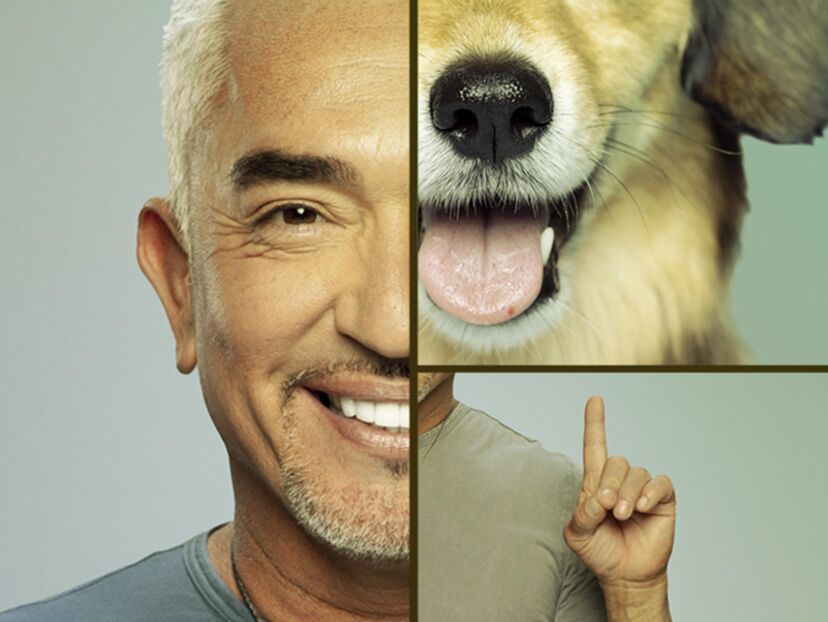 Cesar Millan Is Now Streaming 24/7