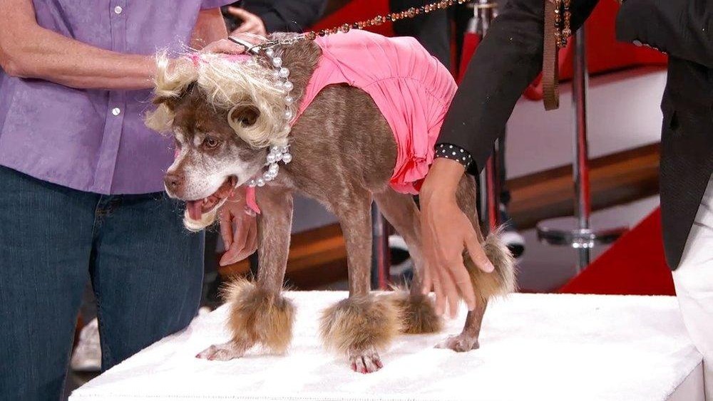 World’s Ugliest Dog, Quasi Modo, Gets a Makeover on Jimmy Kimmel Live