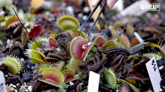 Midtown Carnivores: Where NYC Goes to Get Earth's Most Fascinating Flora