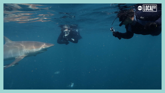 Off the Hook: Shark Defenders | Nat Geo SharkFest