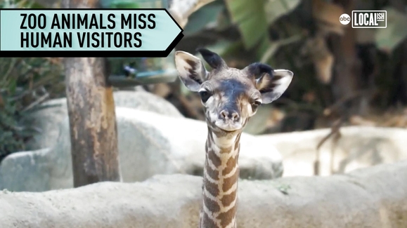 WATCH: The LA Zoo is preparing animals and staff for COVID-19 Video | More  In Common