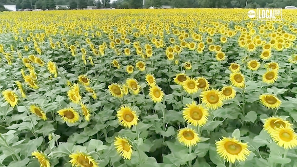 Visit this sunflower field!