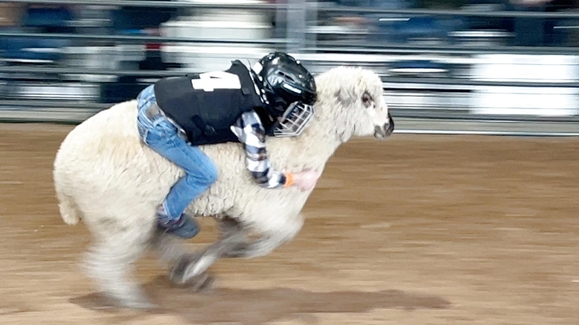 Ride'm little Cowboys and Cowgirls!