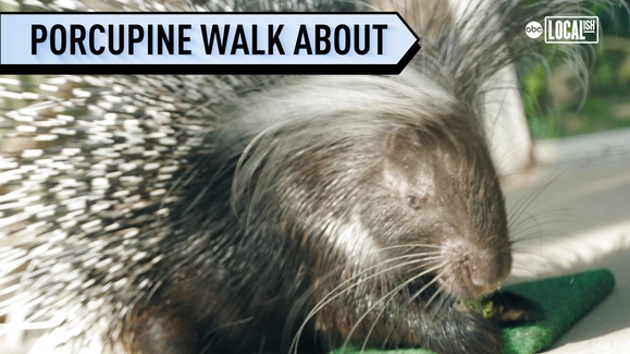 Meet Kelly the porcupine!