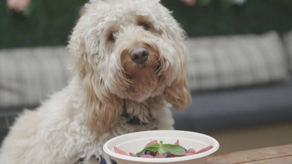 This Fine Dining Restaurant Is for the Dogs