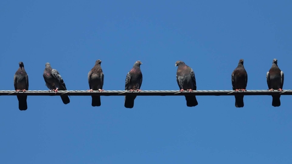 'Philly Pigeon Tours' puts spotlight on city's feathered friends