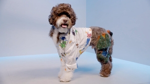 A Doggy Walk Down Memory Lane