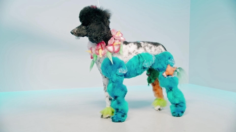 Watch Pooch Perfect Tv Show Abc Com