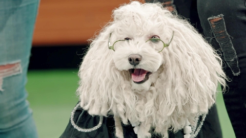 Watch Pooch Perfect Tv Show Abc Com