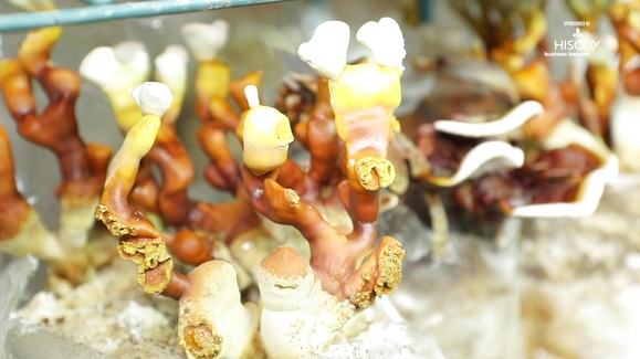 This mushroom farm is completely underground!