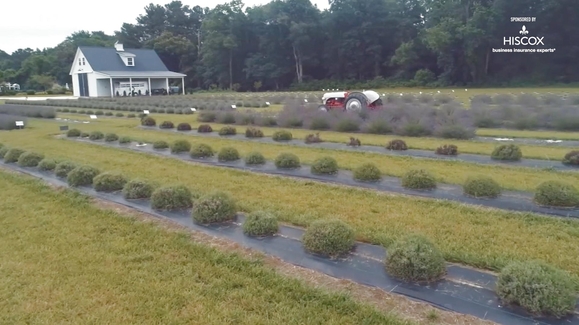 Lavender and Lambs