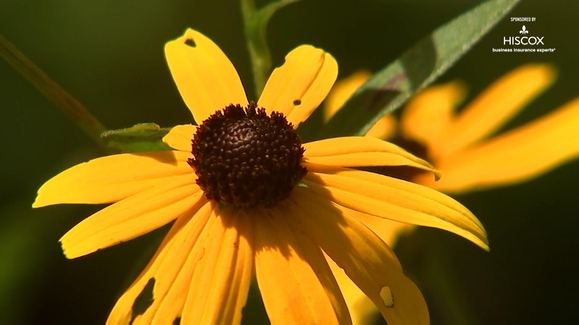 Bowman's Hill Wildflower Preserve is a nature lover's paradise in Buck's County, Pennsylvania