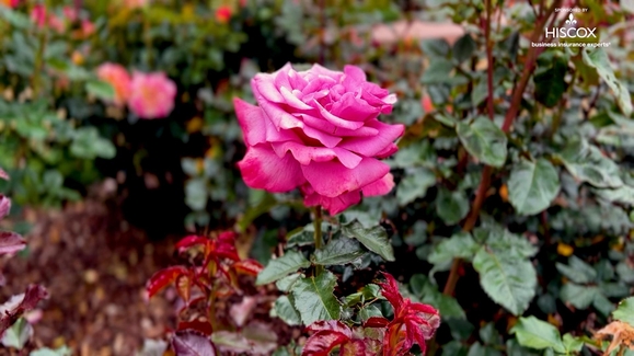 Vast rose garden at Otto & Sons Nursery is a retreat for flowers enthusiasts and nature-lovers