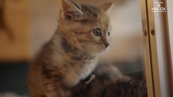 All paws are on deck at the Brooklyn Cat Cafe