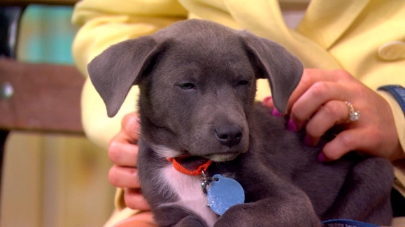'The View' celebrates Alyssa Farah Griffin's birthday with a bow wow bash