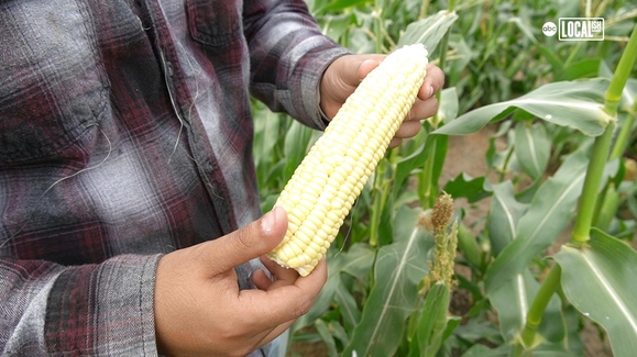 Crazy Lines for Fresno State University's Sweet Corn