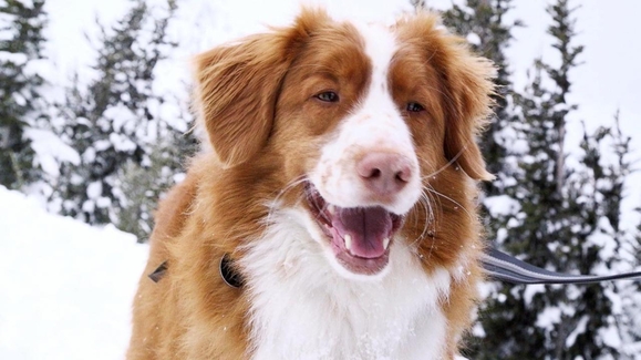 Darwin, the avalanche rescuer