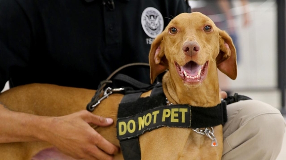 'Career Canines': TSA dog deploys to Texas after Hurricane Harvey