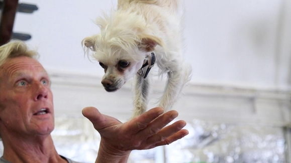 Rescue Dogs Get a 2nd Act Onstage