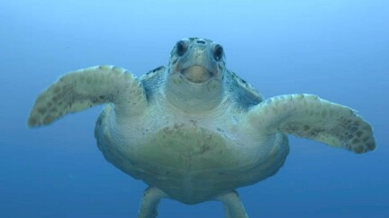 Disney Animals, Sea Turtles, 2 minutes