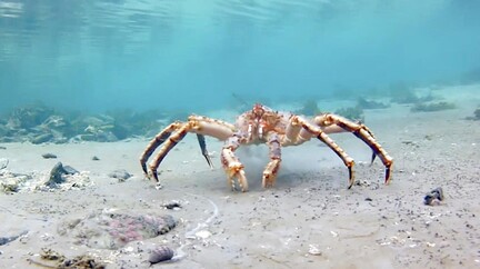 Disney Animals, Crabs, 2 minutes