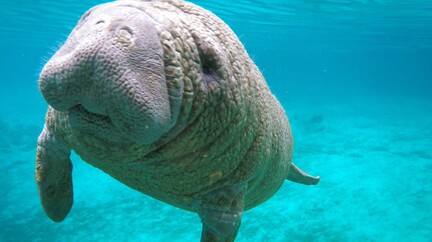 Disney Animals, Manatees, 2 minutes