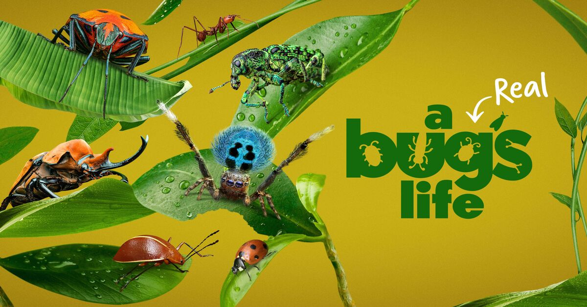 About A Real Bug's Life TV Show Series