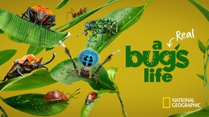 Watch bugs discount life online free