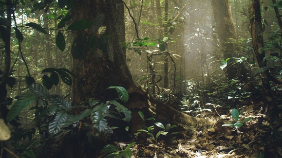 Jungle