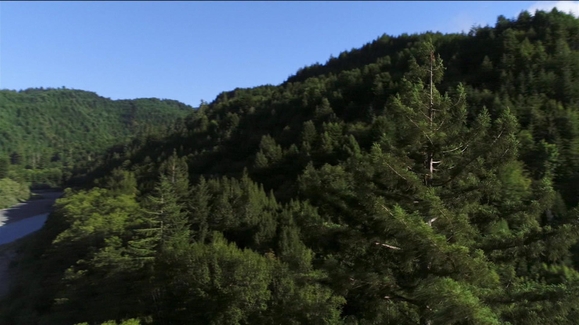 Rise of the Redwood Giants