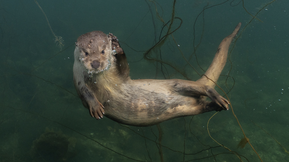 Billy and Molly: An Otter Love Story