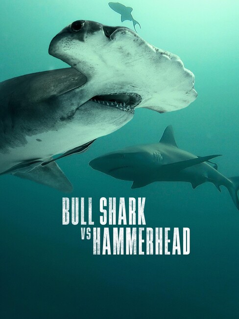 Watch Bull Shark vs. Hammerhead Online | Nat Geo TV