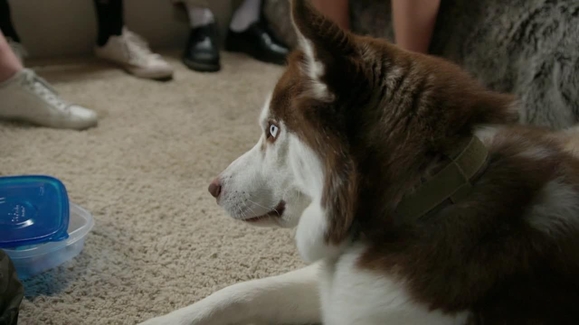 Watch Cesar Millan: Better Human Better Dog Season 2 Episode 10 Silent Biter Online - Vimarsana News