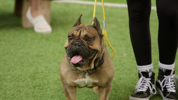 Watch Cesar Millan: Better Human Better Dog Season 2 Episode 12 Unleash the Hulk Online - Vimarsana News