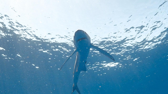 Dolphins Up Close with Bertie Gregory