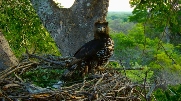 Behind the Scenes with Bertie - Eagle