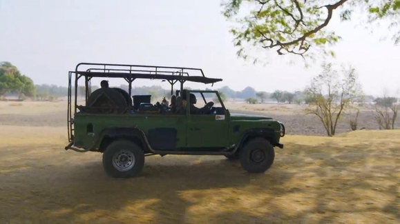 Lions of Zambia