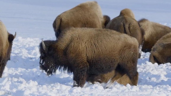 Yellowstone Wolves