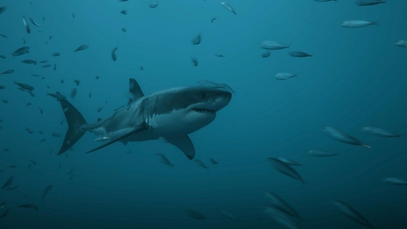 Great White Gauntlet