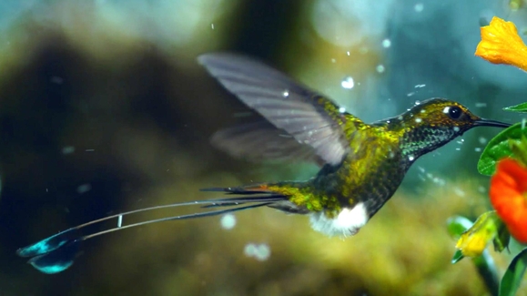 Hummingbird in a Rain Storm