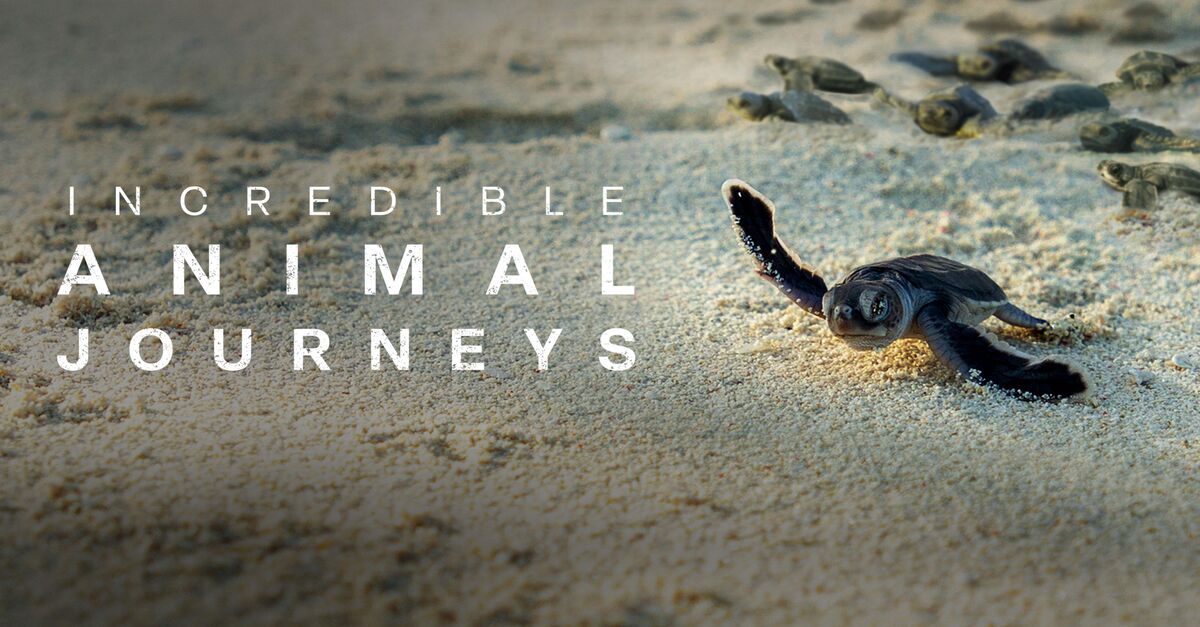 incredible animal journeys