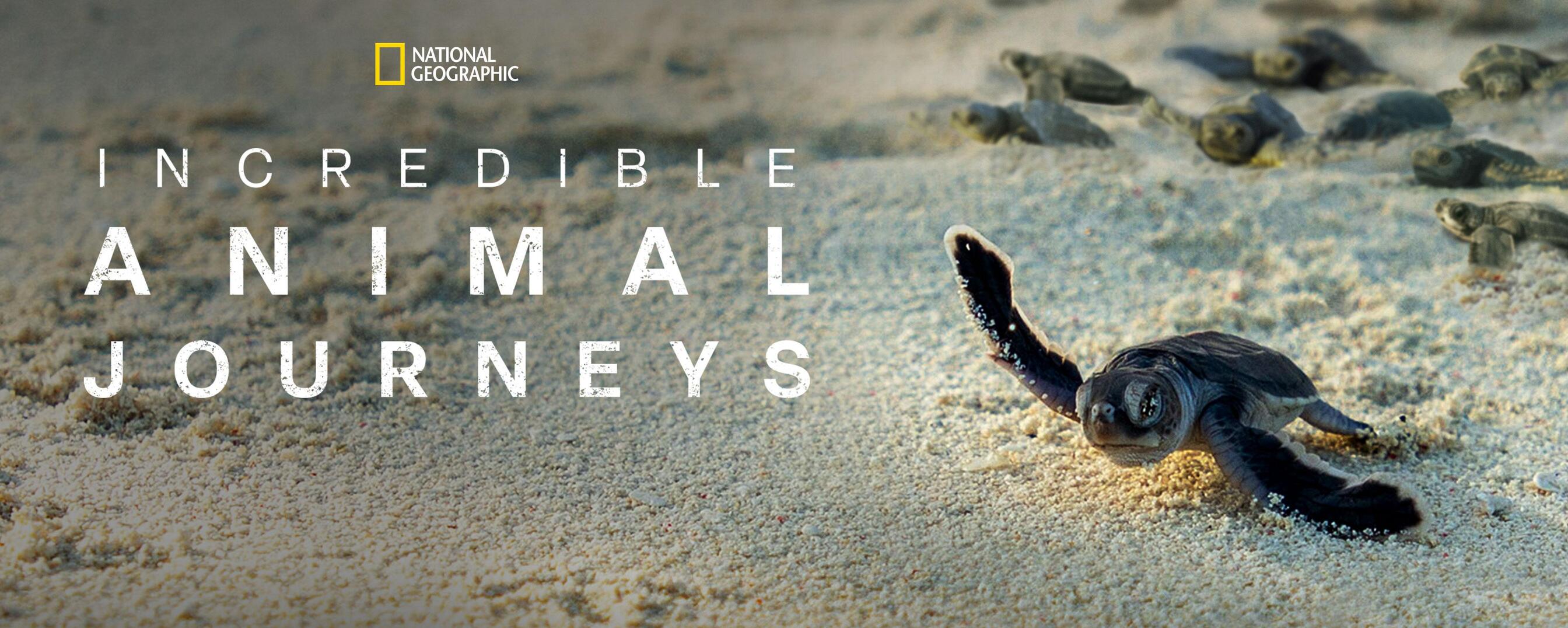 Watch Incredible Animal Journeys TV Show - Streaming Online