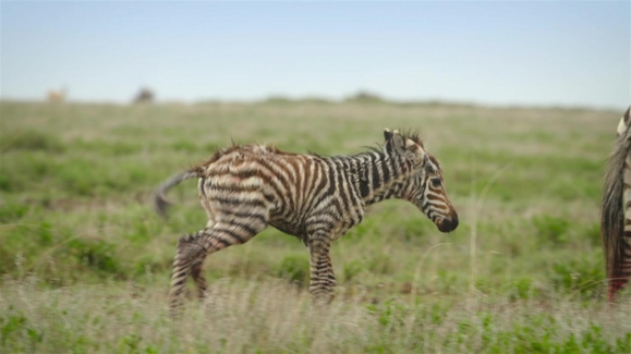 Chasing the African Rains