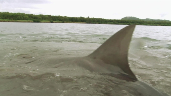 Watch Jaws Invasion Online | Nat Geo TV - Vimarsana News